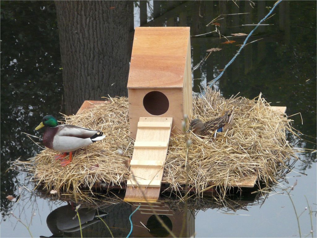 floating-duck-house-plans-instructions-floating-duck-house-plans-free-plougonver