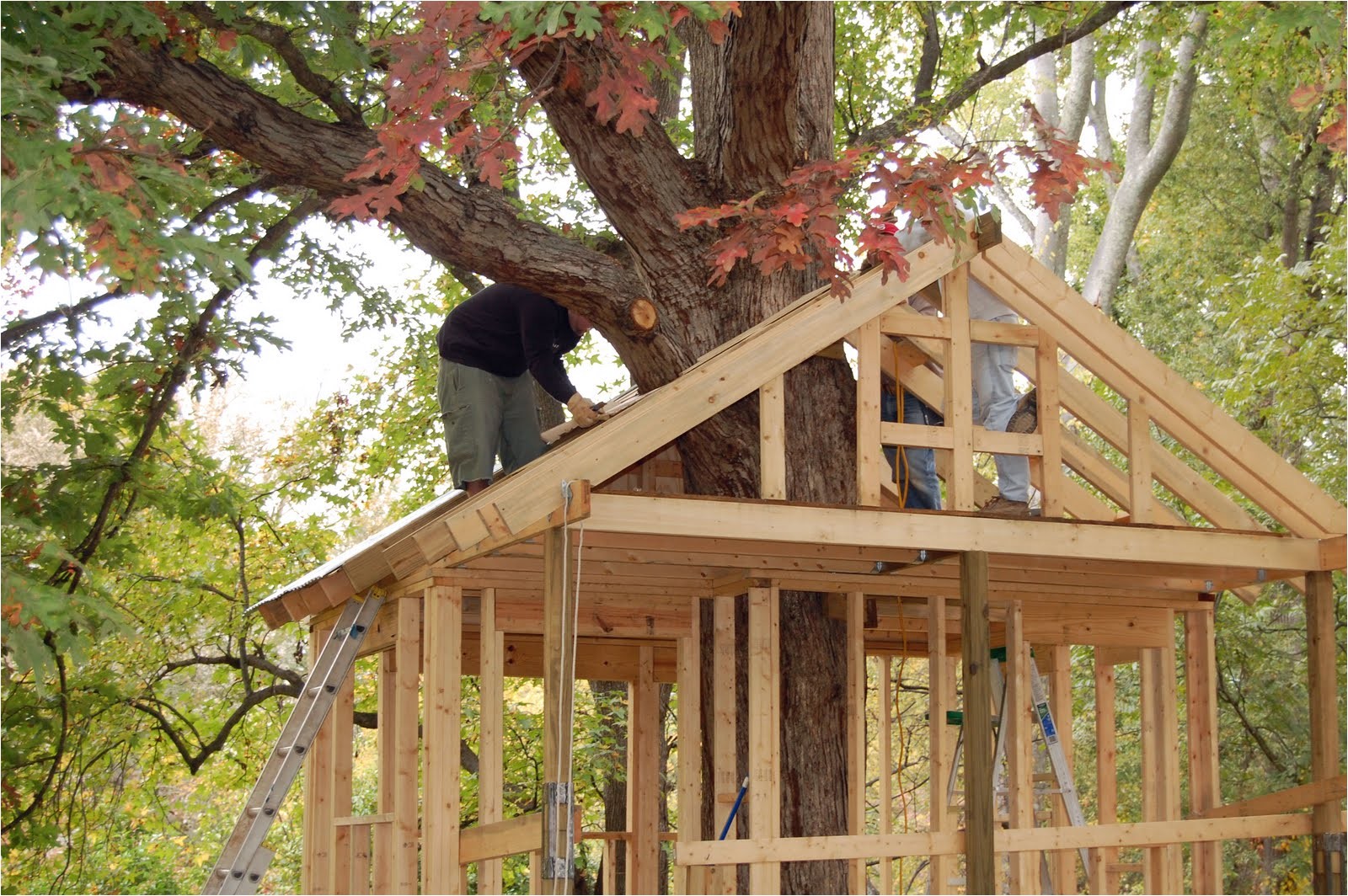 tree house build
