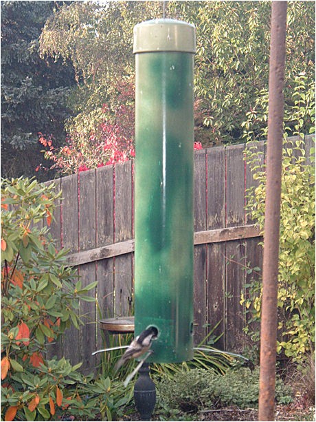 nzlln diy squirrel proof bird feeder plans