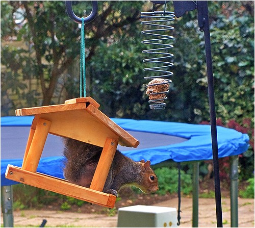 squirrel proof bird feeder plans
