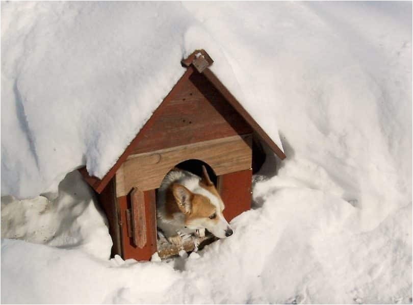 winter dog house plans