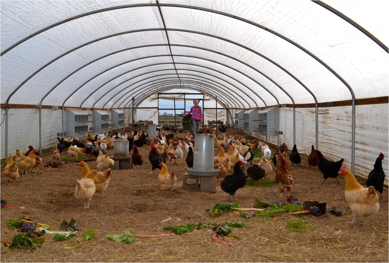 chicken coop plans for 50 chickens