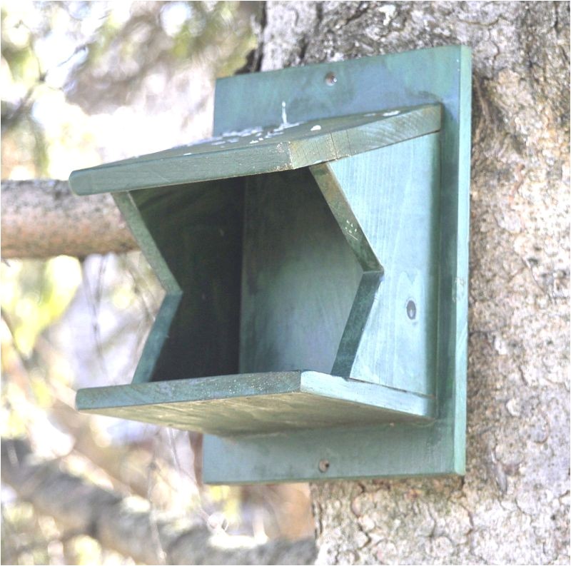 american robin bird house plans plans diy how to make