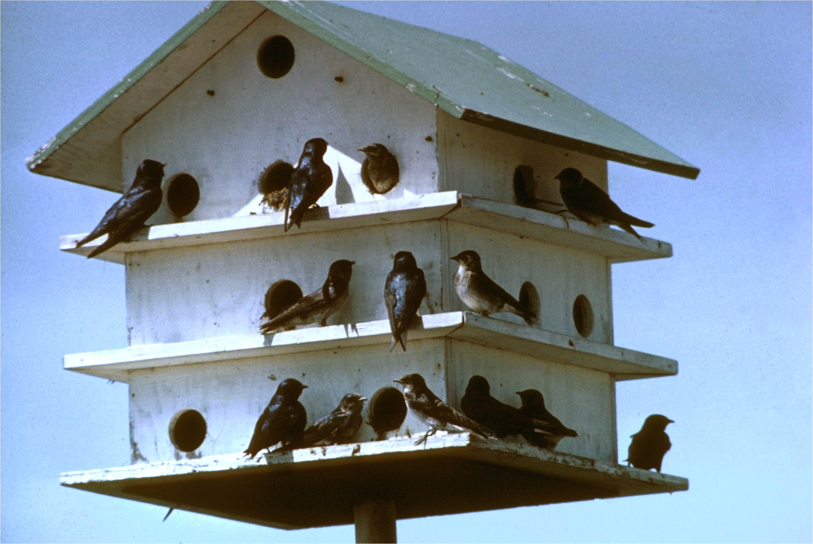 multi level birdhouse plans