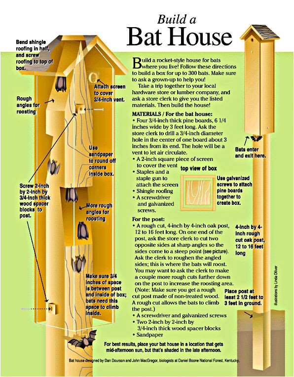 bat house plans