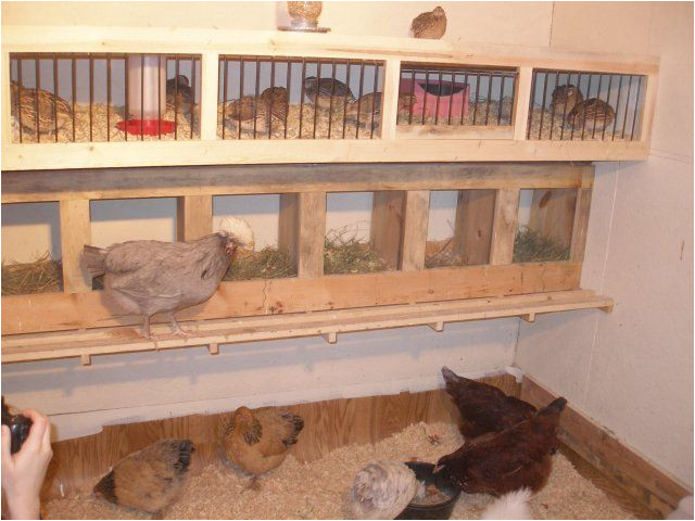 coturnix quail housing