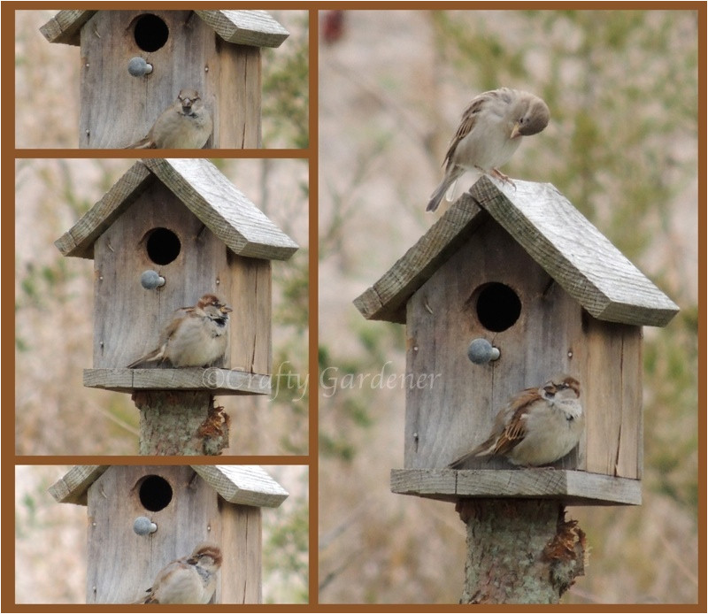 sparrow bird house plans