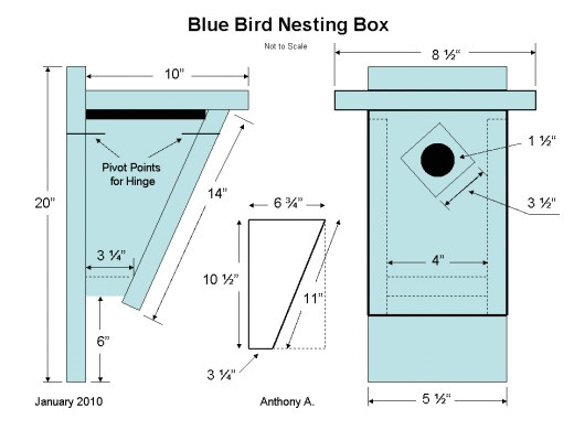 Western Bluebird House Plans Plougonver