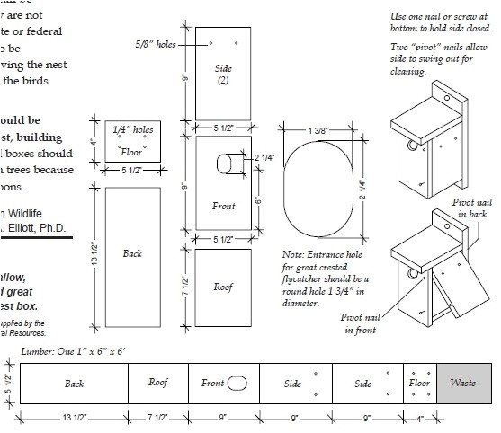 bird house dimensions and other bird house tips