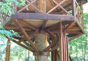 Adult Tree House Plans 18 Best Images About Treehouse On Pinterest Kid Tree