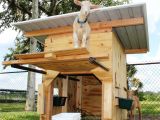 Goat Housing Plans Nigerian Dwarf Goats Pick Me Yard