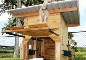 Goat Housing Plans Nigerian Dwarf Goats Pick Me Yard