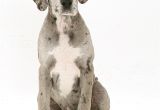 Great Dane Dog House Plans Dog House Plans for Great Danes