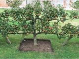 Home orchard Plan How to Plan An orchard Hgtv