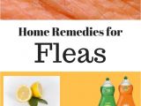 Home Remedies for Family Planning 10 Simple Home Remedies for Fleas In House and From Pets