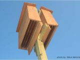 Plans for A Bat House the Benefit Of Bats In the Landscape