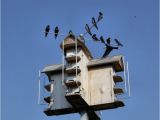 Plans for Purple Martin House 17 Best Ideas About Purple Martin House Plans On Pinterest