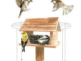 Sparrow Bird House Plans Pdf Plans Bird House Plans Sparrow Download Wooden Garden