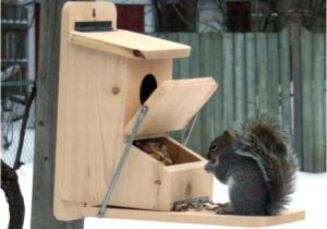 Squirrel Proof Bird House Plans Home Made Squirrel Feeders Us1 Me