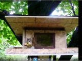 Squirrel Proof Bird House Plans Squirrel Proof Bird Feeder Plans Woodworking Projects