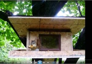 Squirrel Proof Bird House Plans Squirrel Proof Bird Feeder Plans Woodworking Projects